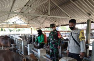Cegah Penularan PMK, Koramil Jajaran Kodim 1628/SB Lakukan Pengecekan Hewan Ternak