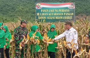 Dandim 1628/SB : Setelah Menanam Jagung Manfaatkan Lahan Kosong Kini Saatnya Panen