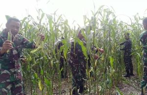 Manfaatkan Lahan Kosong Kodim 1607/Sumbawa Panen Jagung